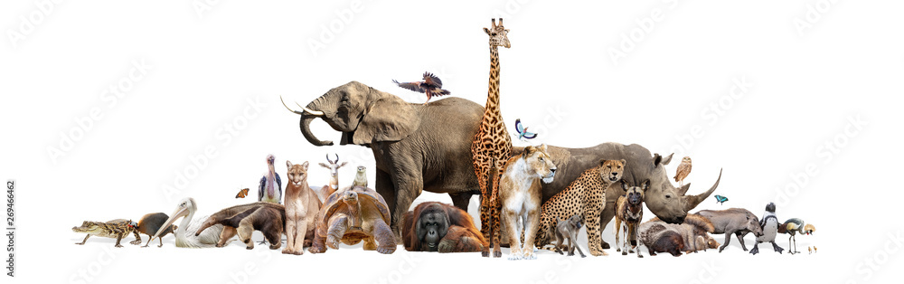 Fototapeta Wild Zoo Animals on White Web Banner