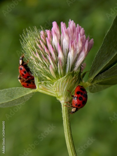 Ladybug on a flower clover