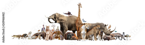 Wild Zoo Animals on White Web Banner photo