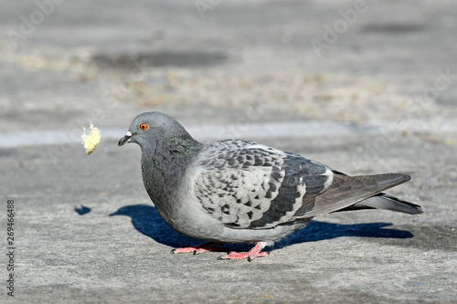 Stadttaube (Columba livia forma urbana) wirft Brotstück in die Luft - city dove photo