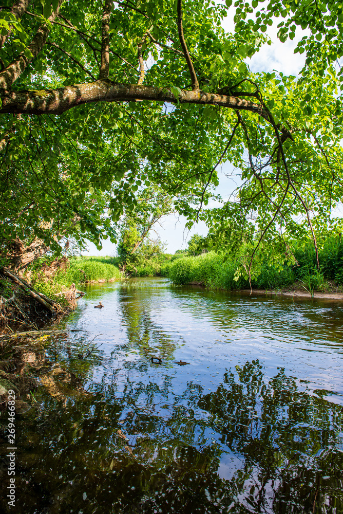 Fototapeta premium scenic river view landscape of forest rocky stream with trees on the shores