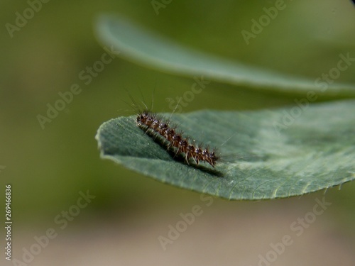 A little caterpillar on the list © oljasimovic