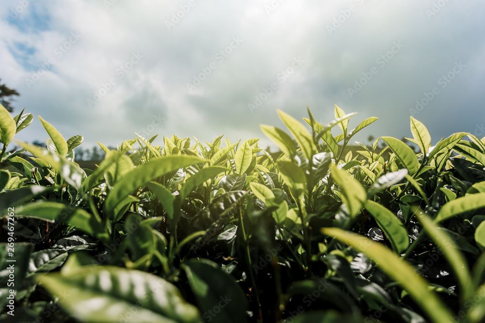 Tea plantation close-up. Green, fresh, tea leaves growing on the plantation, in the sun. Fields in Nuwara Eliya, Sri Lanka. Photo bottom. Tea plantation close-up. Green, fresh, tea leaves growing on the plantation, in the sun. Fields in Nuwara Eliya, Sri Lanka. Photo bottom.