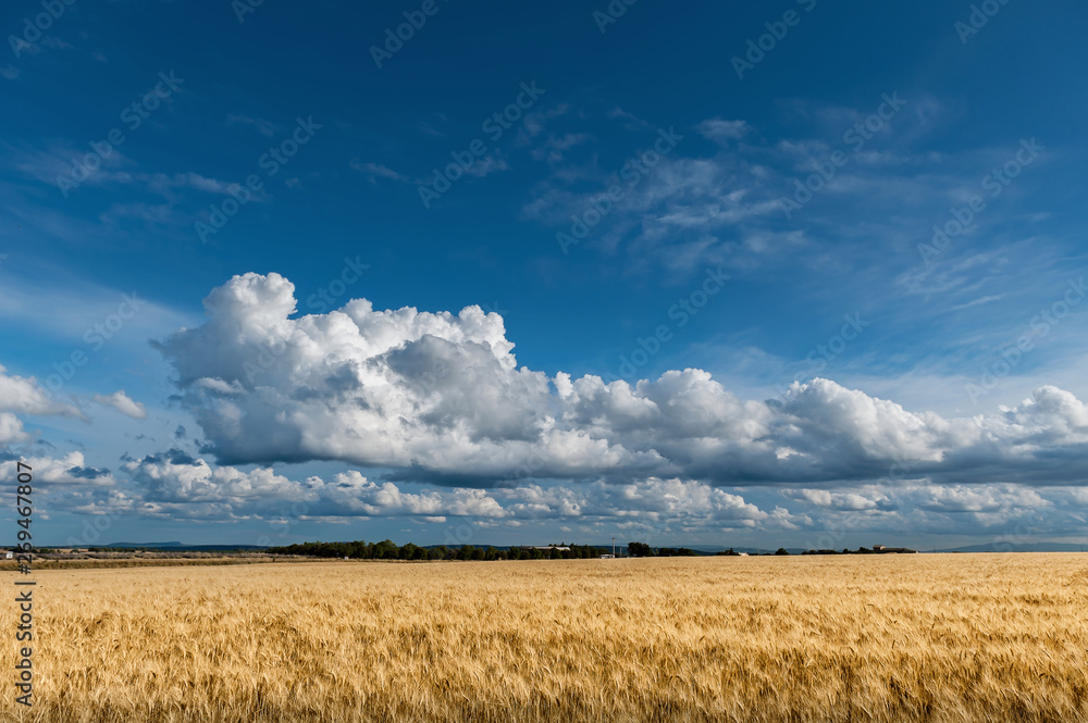 Wheat field and sunny day with cloudy sky