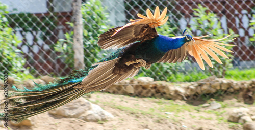 Colorful peacock flying in a village 