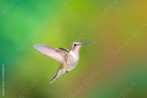 Ruby Throated Hummingbird in flight
