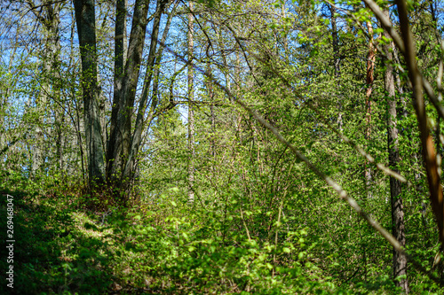 fresh green forest in spring with trees