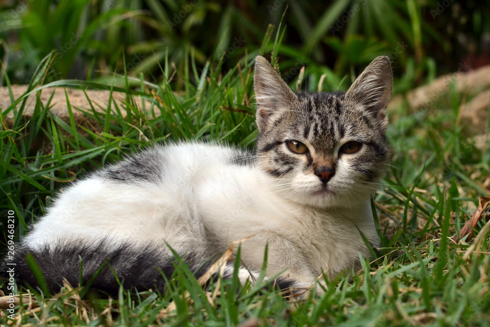 cute litle kitten lying on the grass looking cute litle kitten lying on the grass looking