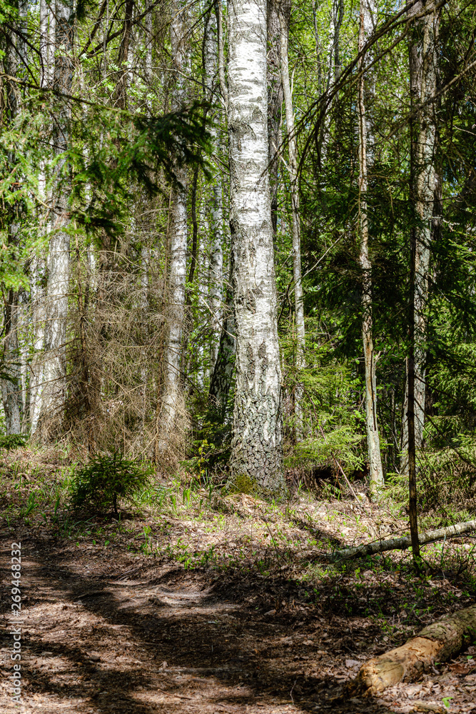 Obraz premium fresh green forest in spring with trees