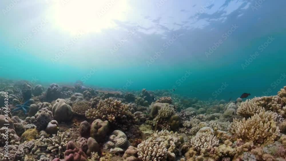 coral reef and tropical fish. underwater world diving and snorkeling on coral reef. Hard and soft corals underwater landscape coral reef and tropical fish. underwater world diving and snorkeling on coral reef. Hard and soft corals underwater landscape