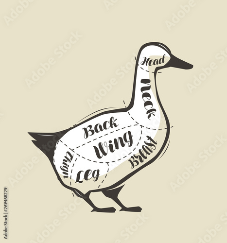 Duck meat cutting. Menu for restaurant or butcher shop. Vector vintage