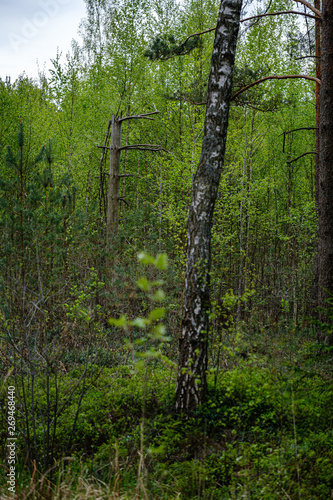 Fototapeta Naklejka Na Ścianę i Meble -  fresh green forest in spring with trees