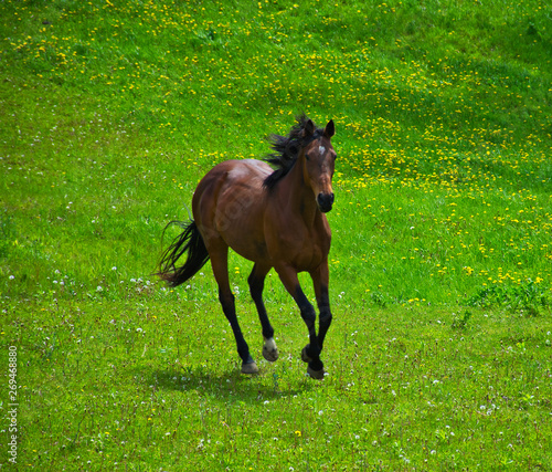 Horse Running