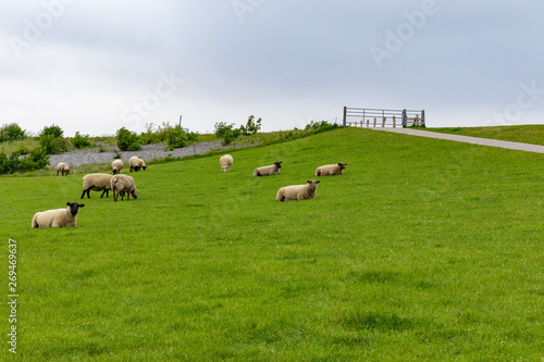 Small herd of white sheeps on a dike at the north sea in germany