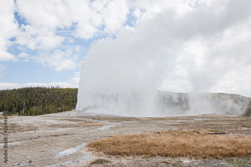 Old Faithful during eruption on a mid-May afternoon in Yellowstone National Park, Wyoming.