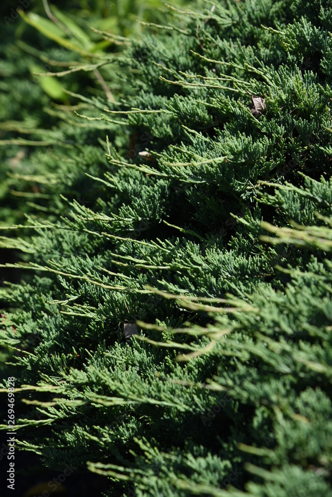 Juniperus procumbens (Creeping ceder) is a conifer of the cypress family. Juniperus procumbens (Creeping ceder) is a conifer of the cypress family.