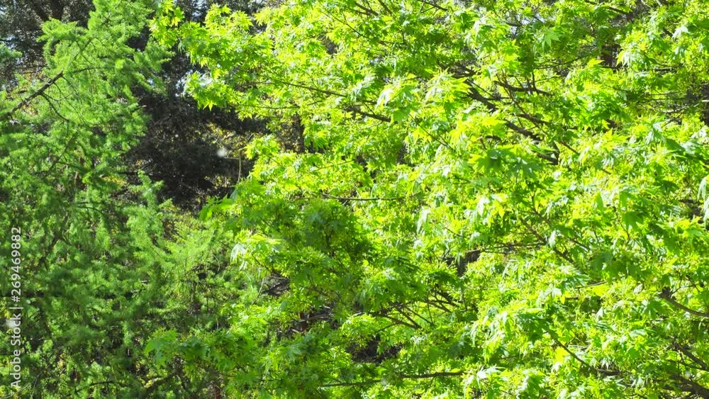 Poplar fluff. Fluff flies against blue sky. Beginning of the allergy season in forest, sun at the Summer. fluff is floating in the air in summer on green trees background of the park. 4k. Slow Motion Poplar fluff. Fluff flies against blue sky. Beginning of the allergy season in forest, sun at the Summer. fluff is floating in the air in summer on green trees background of the park. 4k. Slow Motion