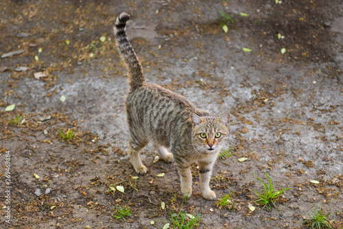 Cat with green eyes on street