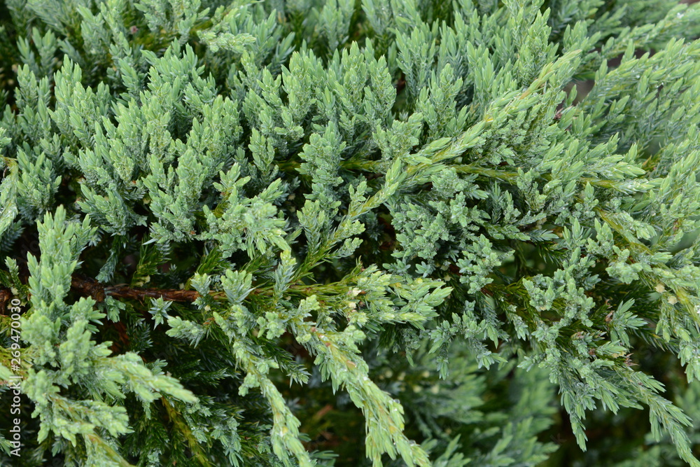 Juniperus procumbens (Creeping ceder) is a conifer of the cypress family. Juniperus procumbens (Creeping ceder) is a conifer of the cypress family.