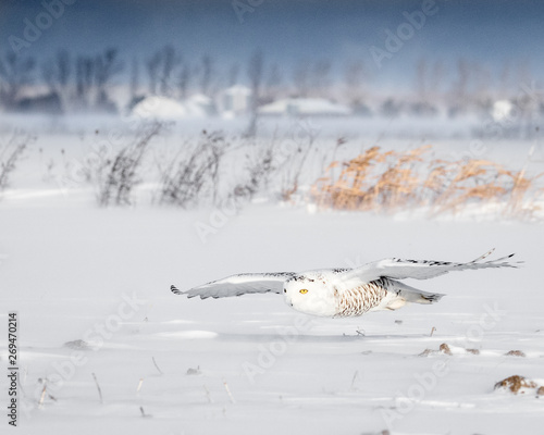 Snowy Owl photo