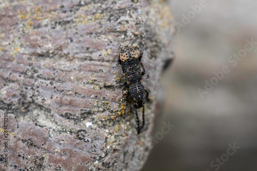 weevil on a tree © 一正 執行