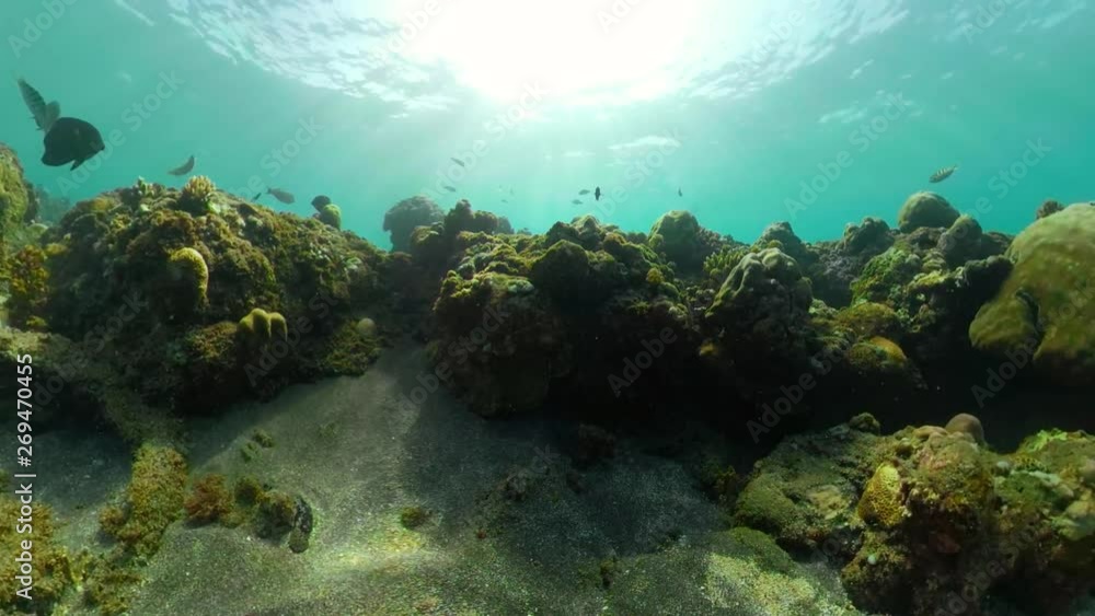 tropical fish and coral reef. underwater world diving and snorkeling on coral reef. Hard and soft corals underwater landscape tropical fish and coral reef. underwater world diving and snorkeling on coral reef. Hard and soft corals underwater landscape