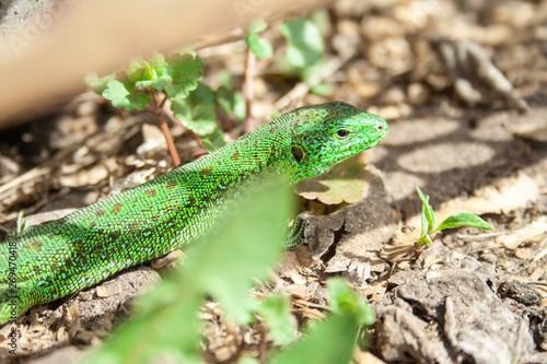Beautiful little green lizard hiding from people at sunny day.