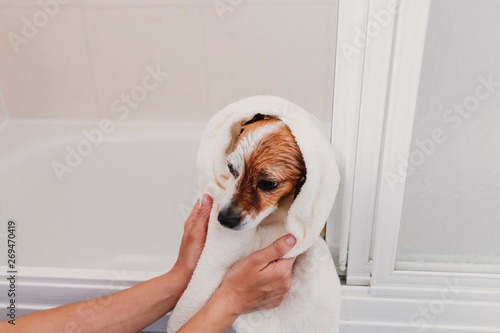 cute lovely small dog wet in bathtub. Young woman owner getting her dog clean at home. white background © Eva