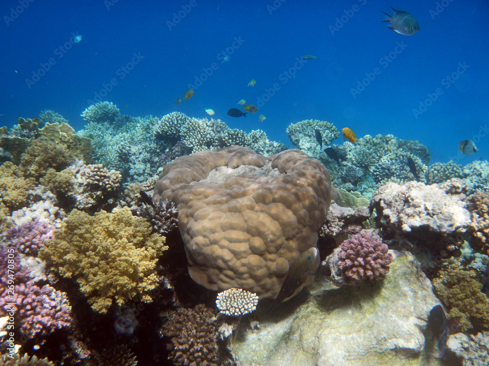 Fototapeta premium Korallenriff mit bunten Fischen