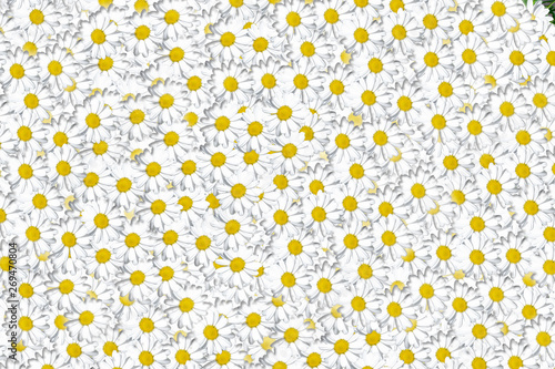 Lovely blossom daisy flowers background group of chamomile flower heads, cute white design