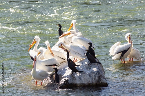 Pelicans and Melonogasters