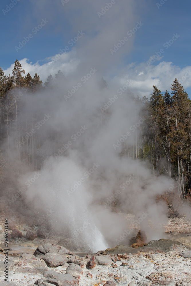 An erupting geyser within the Back Basin of Norris Geyser Basin, Yellowstone National Park, Wyoming. Taken in the afternoon in mid-May.