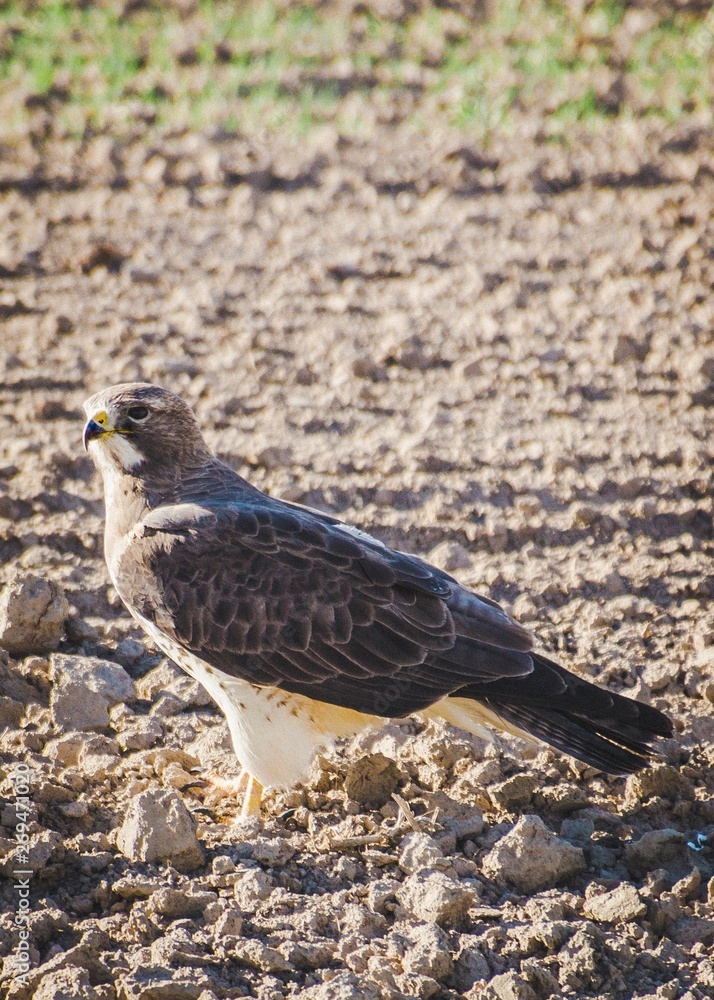 Obraz premium Hawk in a field