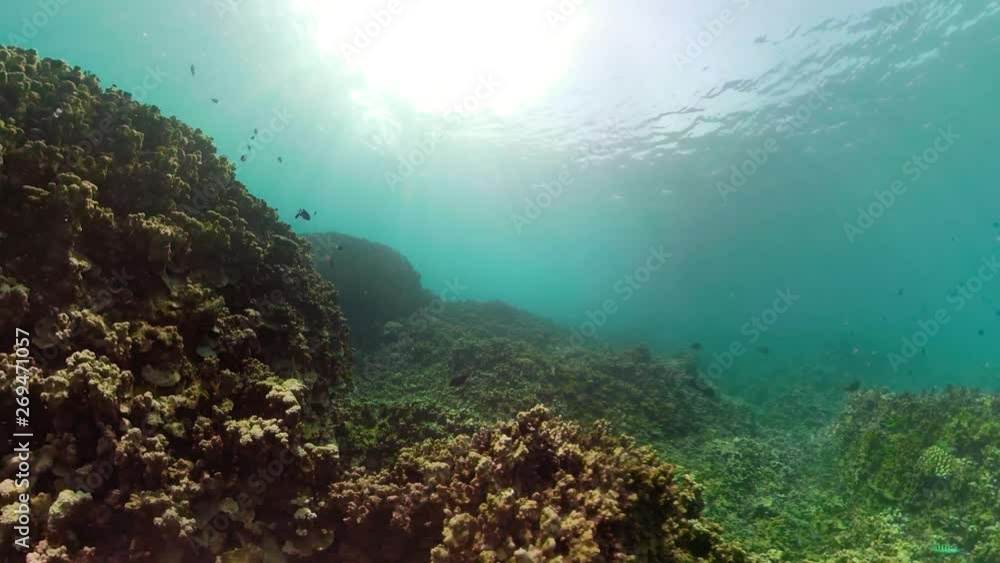 coral reef and tropical fish. underwater world diving and snorkeling on coral reef. Hard and soft corals underwater landscape coral reef and tropical fish. underwater world diving and snorkeling on coral reef. Hard and soft corals underwater landscape