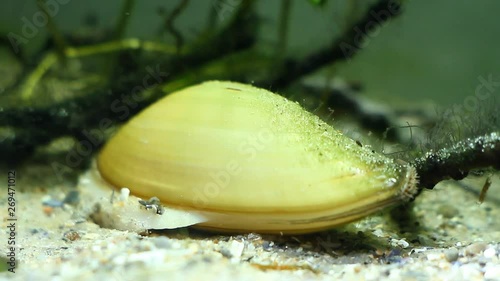 bivalve mollusk painter's mussel, Unio pictorum moves in sand substrate in coldwater biotope aquarium, underwater footage photo