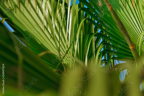 Green leaf of palm tree texture background