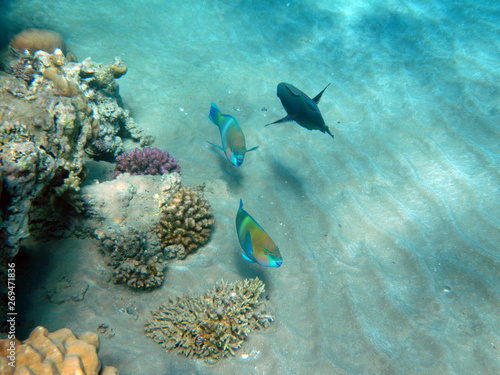 Fototapeta Naklejka Na Ścianę i Meble -  Korallenriff mit Papageifisch