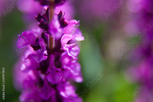 Fototapeta Naklejka Na Ścianę i Meble -  close up of purple small flower