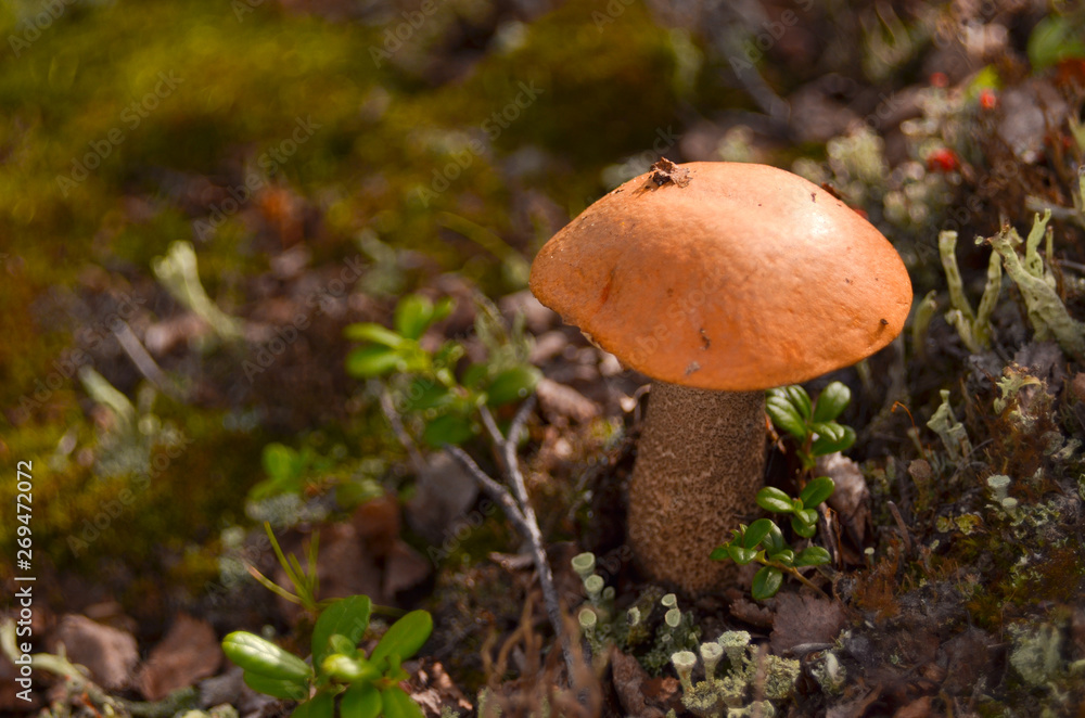 Fototapeta premium mushrooms aspen mushrooms in the autumn tundra forest.