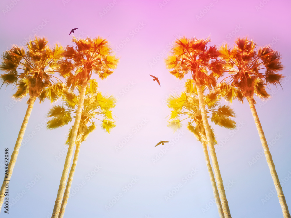 Coconut palm trees, beautiful tropical background, sunlight effect. Wallpaper, Silhouettes of palm trees against the sky during a tropical sunset