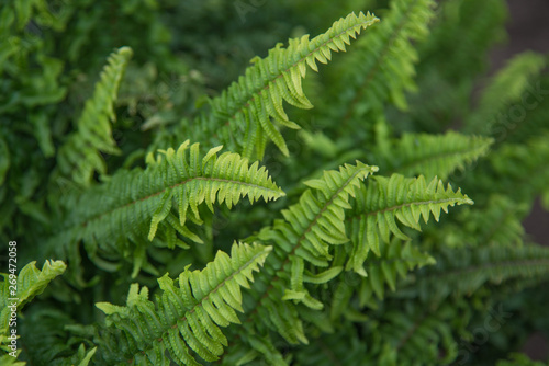 Beautiful fern leaves green foliage in a garden. Natural floral fern background.