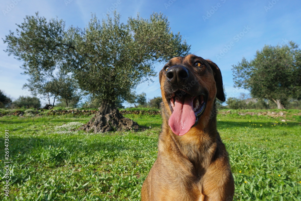 Funny face of a dog in foreground with olive tree in background, Malinois Labrador mixed-breed dog, Spain Funny face of a dog in foreground with olive tree in background, Malinois Labrador mixed-breed dog, Spain