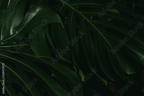 Philodendron monstera obliqua, green leaf background