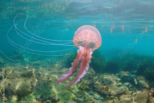 Photo Beautiful jellyfish underwater in Mediterranean sea, Mauve stinger Pelagia nocti