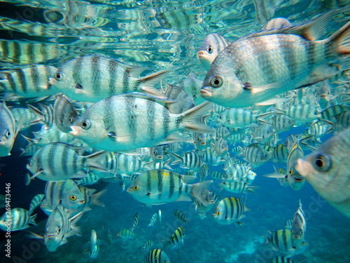 Fischschwarm