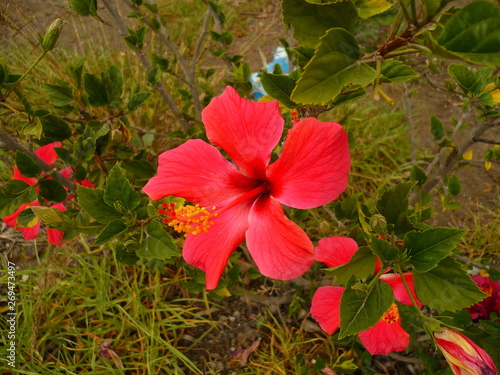 Hermosas flores rosada con hojas verdes photo