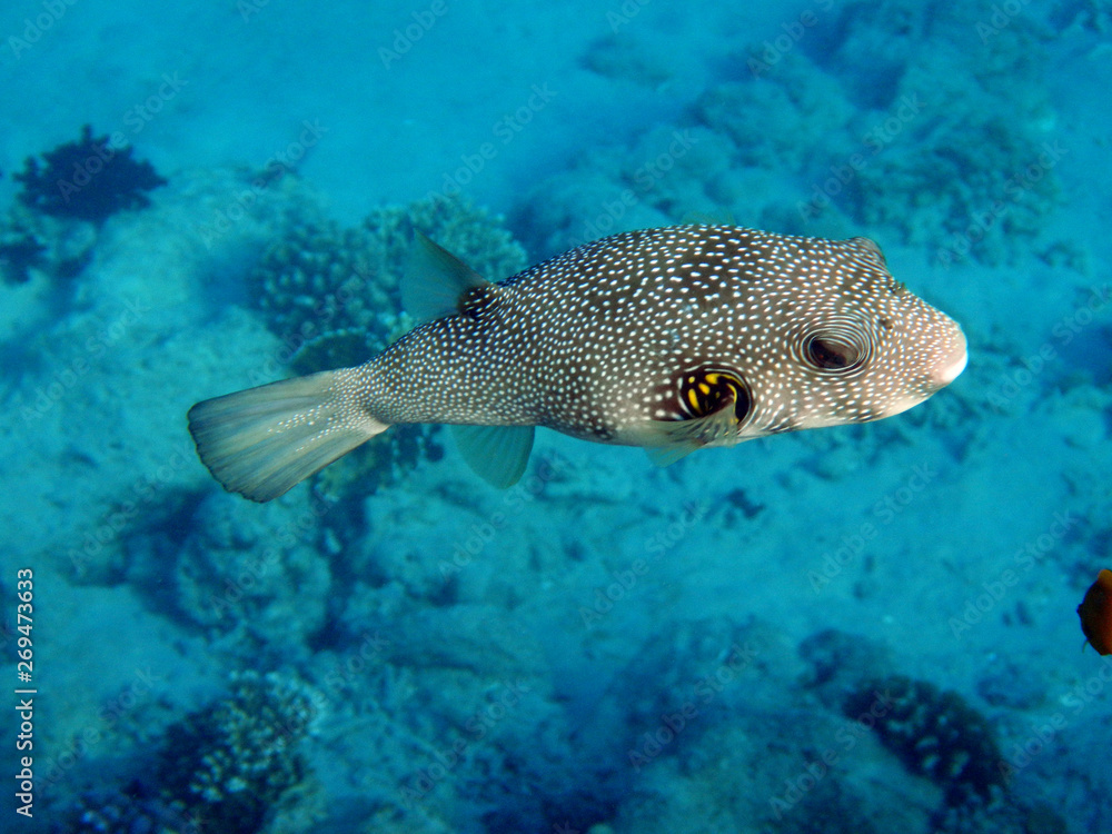 Fototapeta premium Kugelfisch im Roten Meer