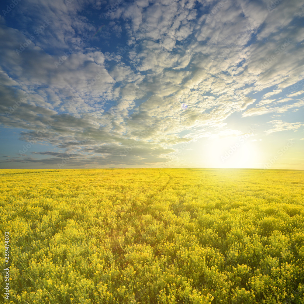 Colza rapeseed in field on blue sky