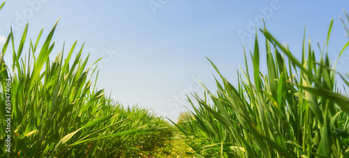 fresh young grass panoramic viev copy space