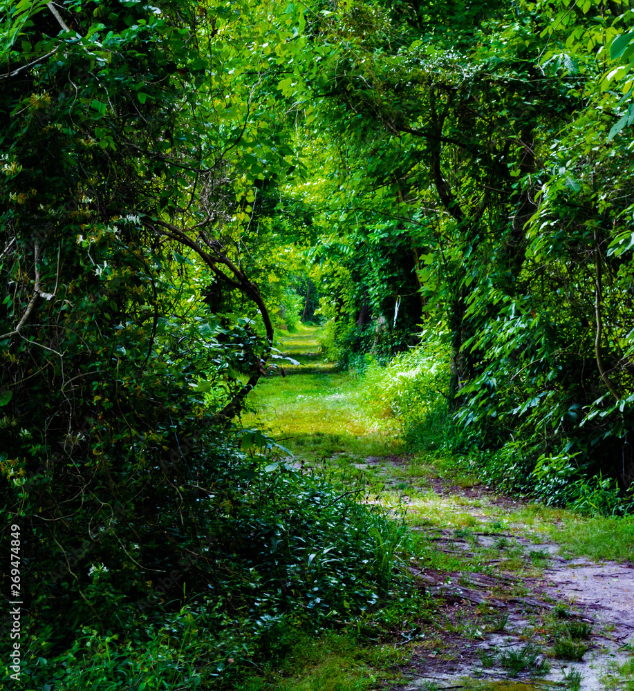 Fototapeta premium densely overgrown path through the forest